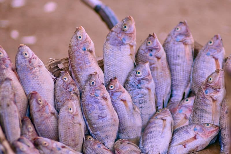 Tilapias récoltés
