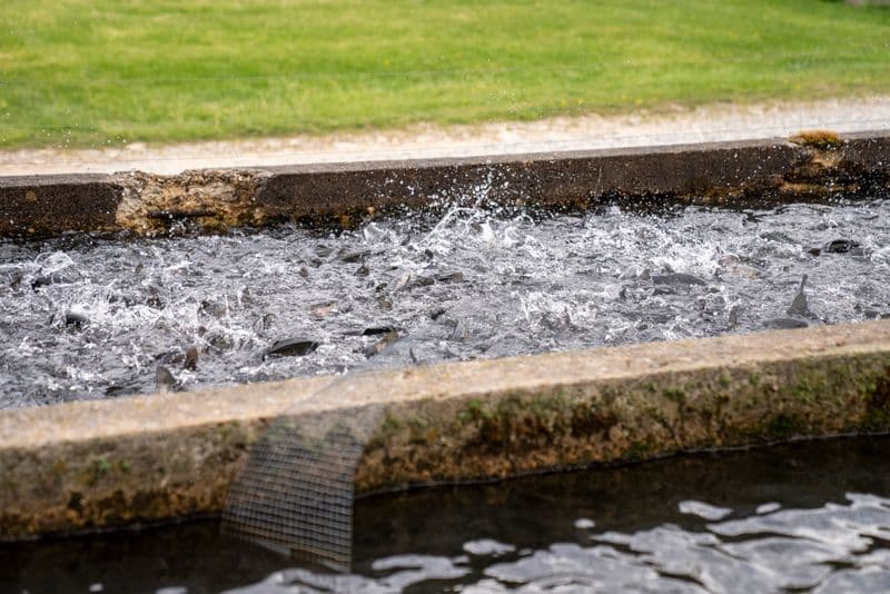 Poissons dans un bassin d'élevage